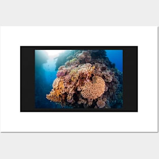 Colourful Hard Coral boulder Posters and Art